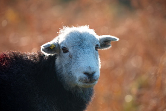 Rampsgill Head Valley Herdwick Sheep