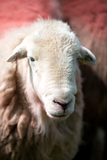 Cumdivock Lakeland Sheep