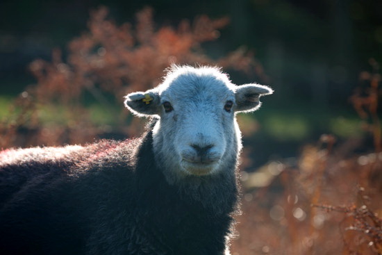 Hallbankgate Farm Herdwick Sheep