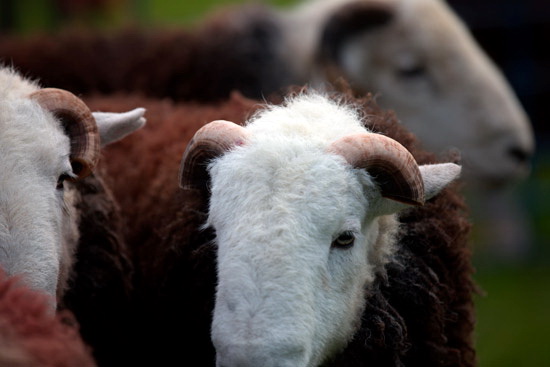 Gosforth Valley Herdwick Sheep