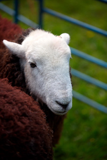 Staveley (Kendal) Valley Herdwick Sheep