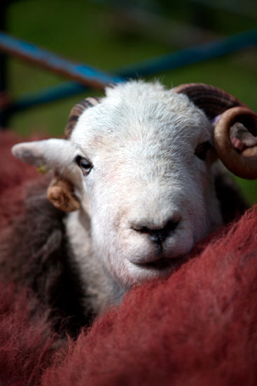Bootle Valley Herdwick Sheep