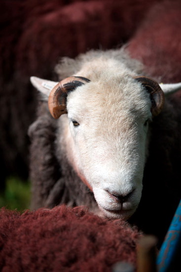 Storth Farm Lake district Sheep