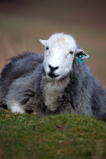 Haverthwaite Farm Lakeland Sheep