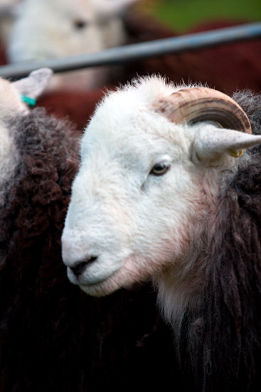 Embleton Lakeland Sheep