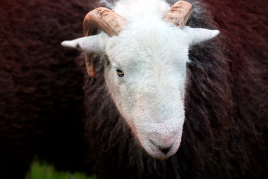 Asby (Workington) Valley Lake district Sheep