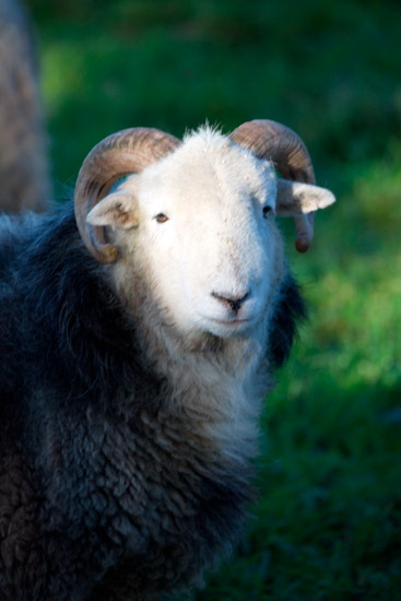 Slight Side Farm Herdwick Sheep