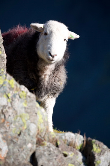 Distington Lakeland Sheep