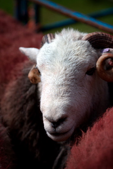 Newton Arlosh Herdwick Sheep
