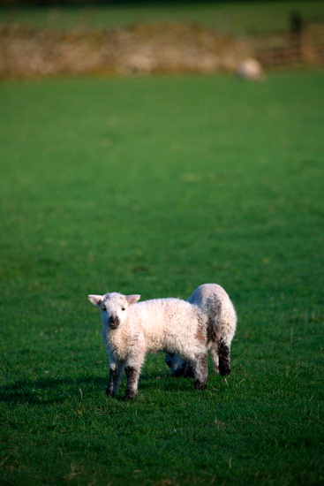 Lowther Herdwick Sheep