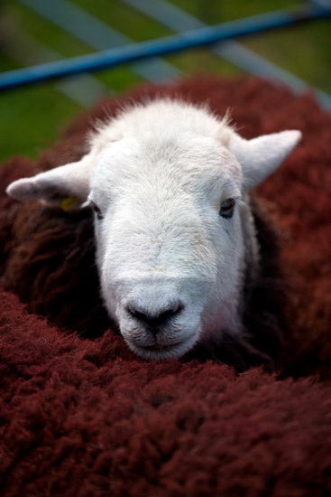 Dockray Farm Lakeland Sheep