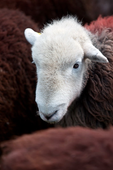 Lindal in Furness Field Lakeland Sheep