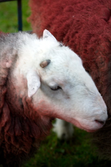 Bowness-on-Windermere Herdwick Sheep