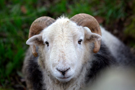 Langwathby Farm Lakeland Sheep