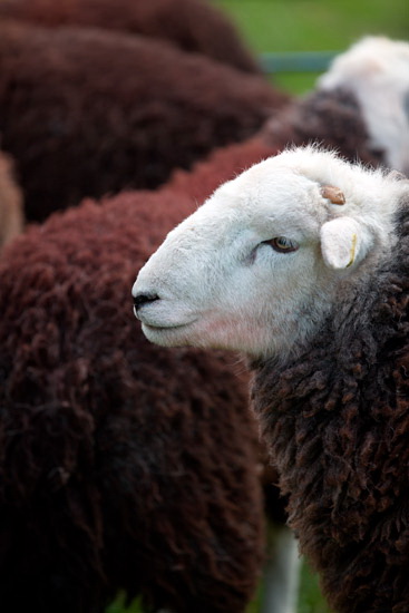 Lindale Valley Herdwick Sheep
