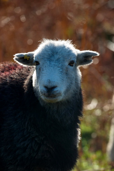Latrigg Field Lake district Sheep