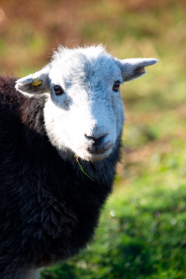 Irthington Farm Lake district Sheep