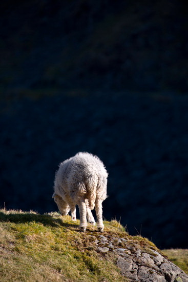 Colton Field Herdwick Sheep