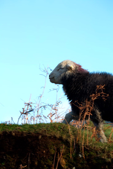 Wreay (Carlisle) Field Lakeland Sheep