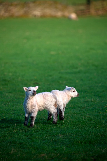 Low Fell Valley Herdwick Sheep