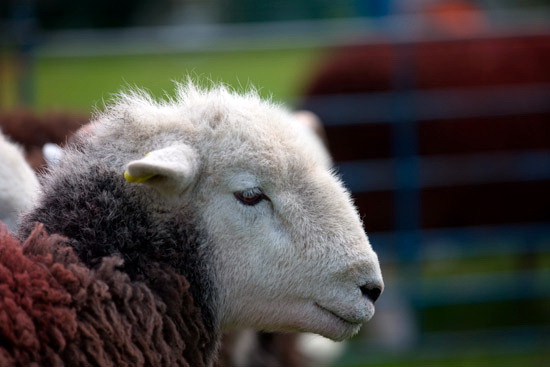 Holme St. Cuthbert Field Lakeland Sheep