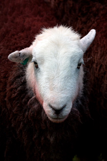 Blackford Farm Lakeland Sheep