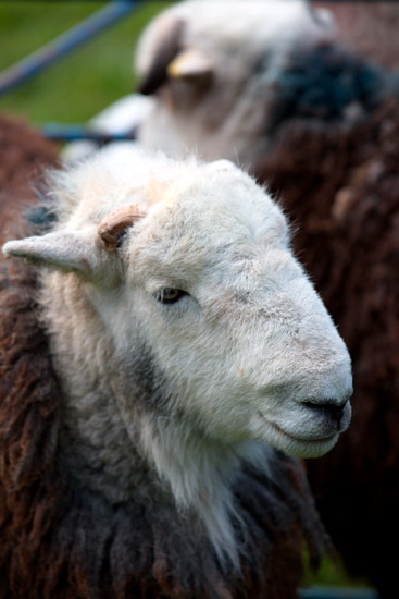 Temple Sowerby Lakeland Sheep