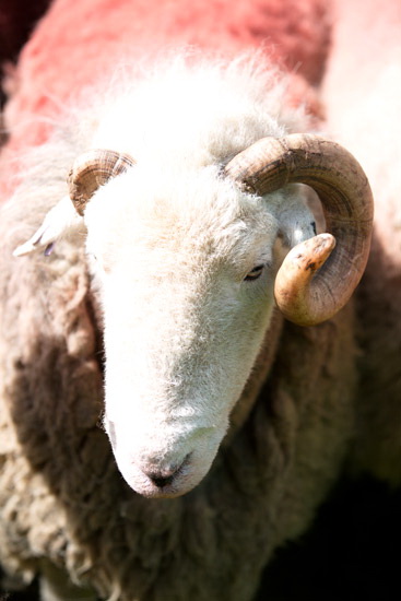 Thornthwaite Herdwick Sheep