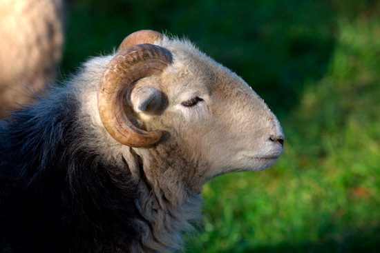 Hoff Field Herdwick Sheep