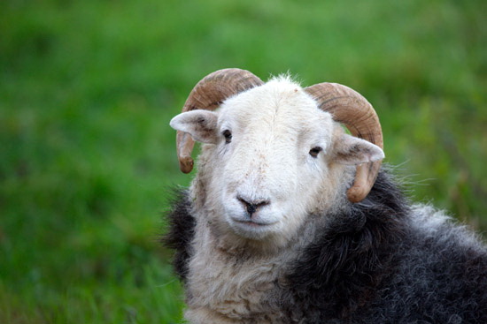 Maryport Farm Lakeland Sheep