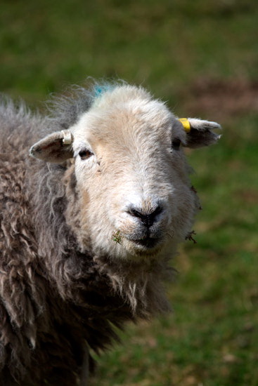 Bewcastle Field Lakeland Sheep