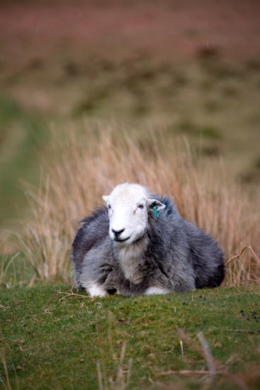 Flookburgh Field Herdwick Sheep