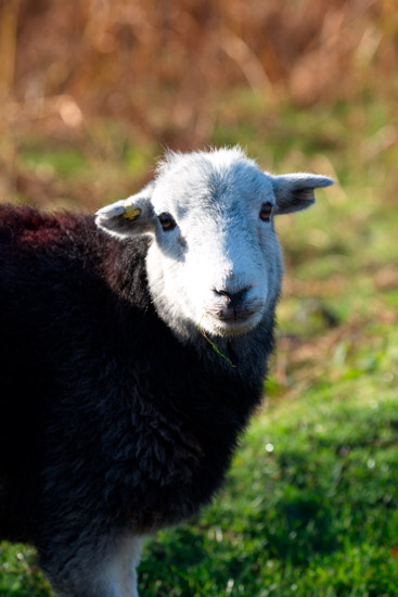 Briery Field Lake district Sheep