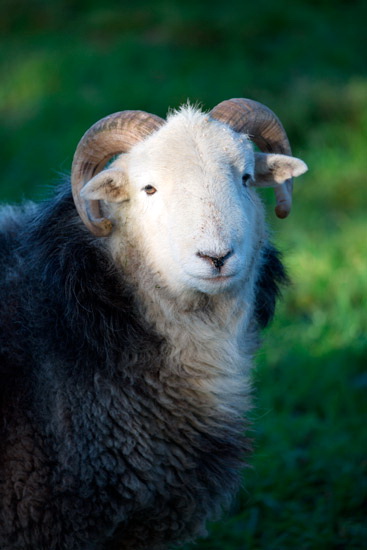 Bewcastle Field Lake district Sheep