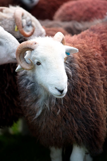 Sandwith Valley Herdwick Sheep
