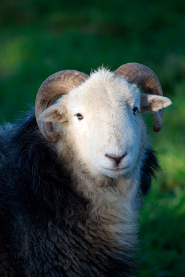 Gowbarrow Fell Lakeland Sheep