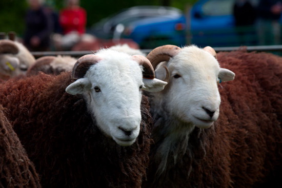 Ackenthwaite Field Herdwick Sheep