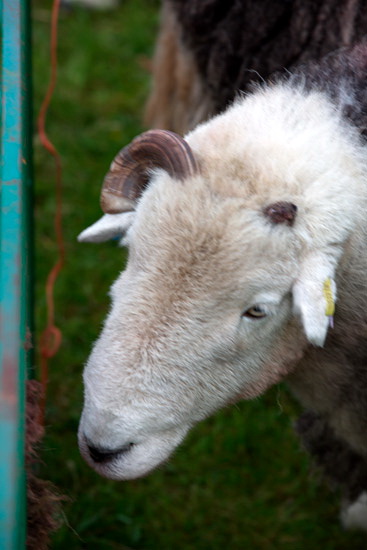Temple Sowerby Farm Lake district Sheep
