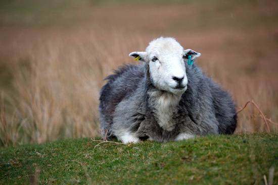 Waberthwaite Farm Lakeland Sheep