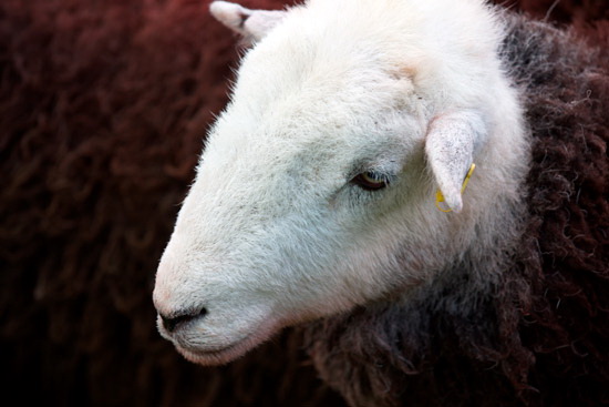 Kearstwick Farm Herdwick Sheep