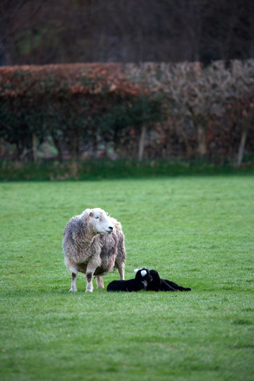 Arnison Crag Valley Lakeland Sheep