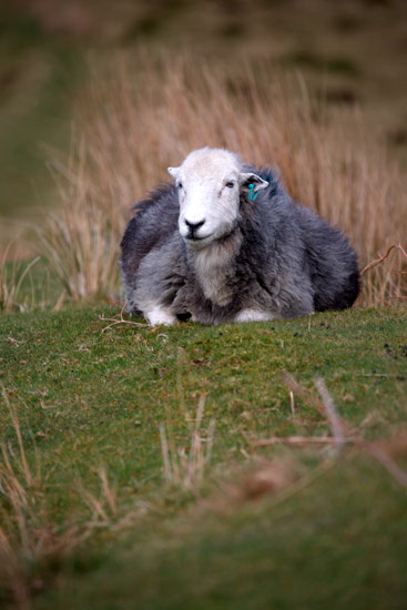 Gavel Fell Field Lakeland Sheep