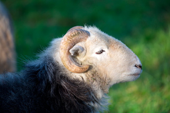Burton-in-Kendal Valley Herdwick Sheep
