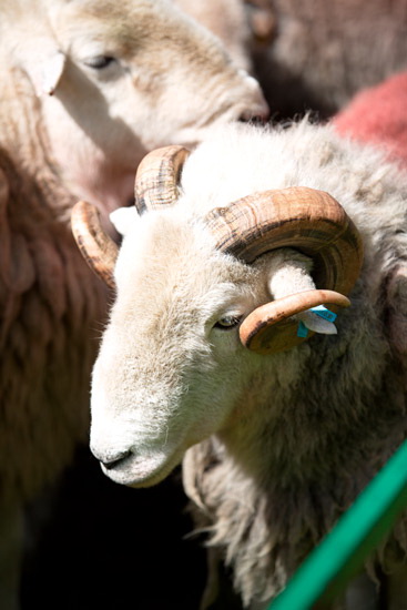 Dollywaggon Pike Farm Lakeland Sheep