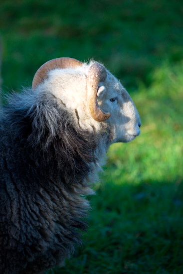 Firbank Fell Valley Lake district Sheep