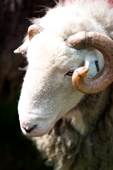 Bowscale Field Lakeland Sheep
