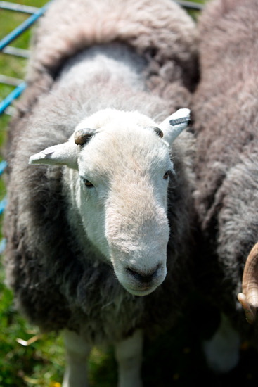 Clough Head Field Lake district Sheep