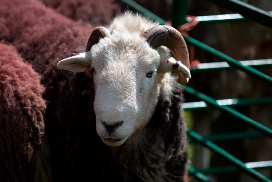Red Screes Valley Lakeland Sheep