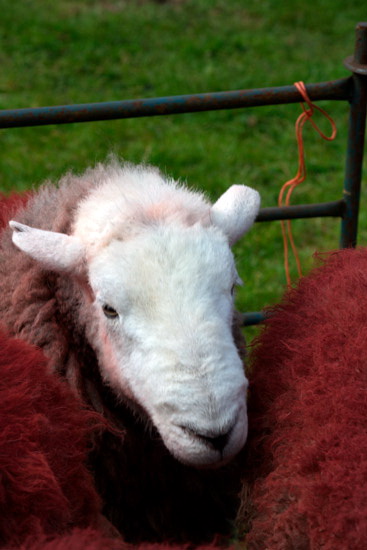 Talkin Valley Herdwick Sheep
