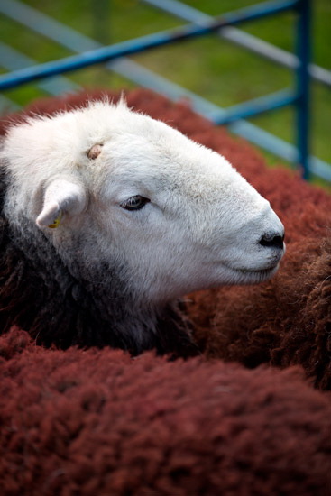 Blackford Field Lakeland Sheep